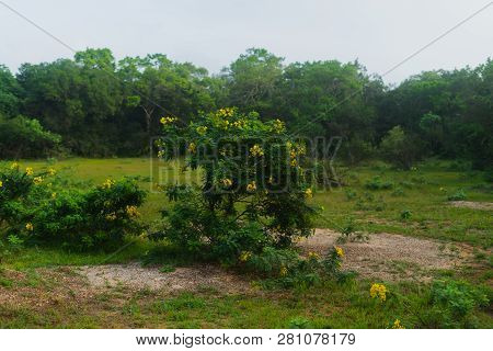 A View Of Wilpattu National Park, Sri Lanka