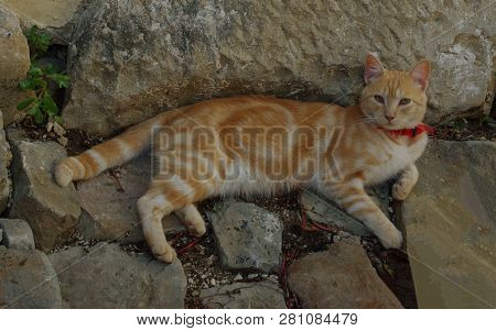 Close-up Of Ginger Tabby Domestic Cat With Red Collar Lying On Stones And Posing For Camera