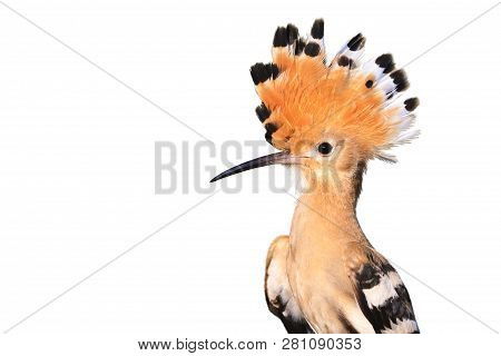 Bird With A Tufted Head Isolated On White Background