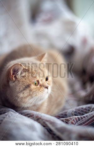 Temperamental British Domestic Cat Looks At Windows And Lies On Curtains With Blurred Bachground. So