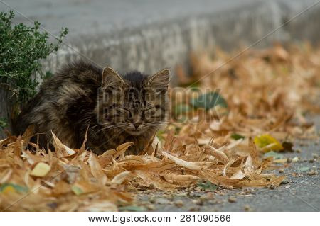 Temperamental Homeless Kitten Looks At You  And Lies In Dry Autumn Leaves.