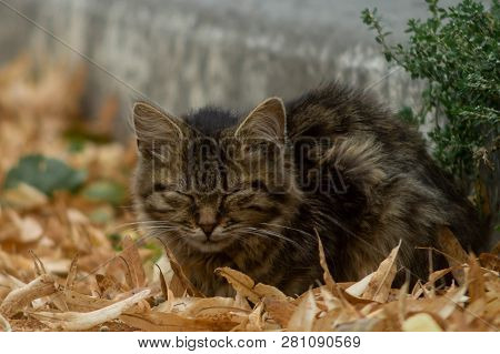 Temperamental Homeless Kitten Looks At You  And Lies In Dry Autumn Leaves.