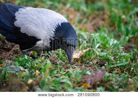 The Crow With Gray And Black Ffeathers On Green Grass