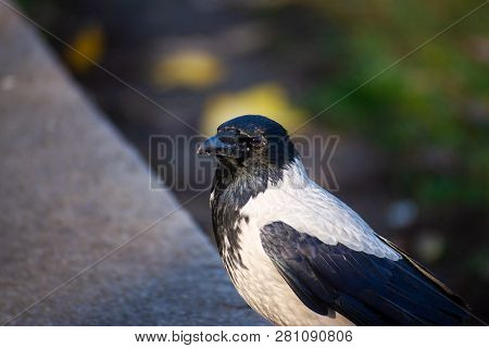 The Crow With Gray And Black Ffeathers On Green Grass