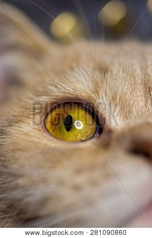 Temperamental British Domestic Cat Looking Up With One Eye. Closeup View. Black And White Photo. Mon
