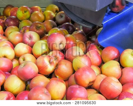 Apples Drop Into A Rotating Bin After Being Sorted By Size And Prior To Being Graded And Packed. Huo