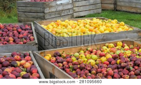 Bins Of Freshly Harvested Golden Delicious And Red Apples In Bins Ready To Be Processed