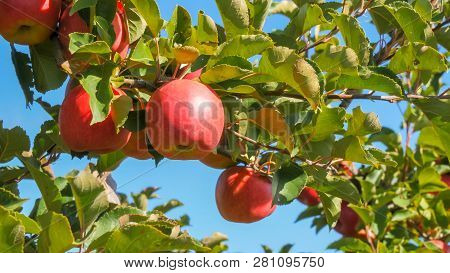 Low Angle Close Of A Branch Of Delicious Ripe Fuji Apples On A Tree In Huonville, Tasmania Ready For