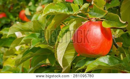 Close Of A Delicious Ripe Pink Lady Apple On A Tree In Huonville, Tasmania Ready For Harvest
