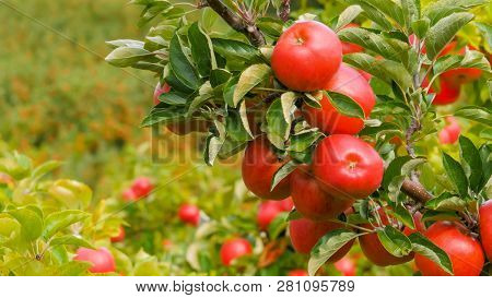 Close Of A Branch Of Delicious Ripe Pink Lady Apples On A Tree In Huonville, Tasmania Ready For Harv