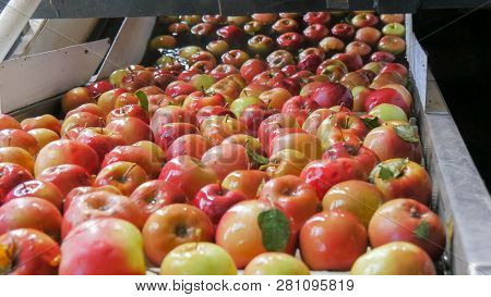 Close Up Of Freshly Picked Red Fiji Apples Being Washed And Traveling Up A Conveyor Belt In A Tasman