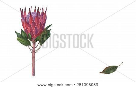 Watercolor Hand Drawn Illustration Of Colorful King Protea Plant With Flower And Leaves. Colorful Pi