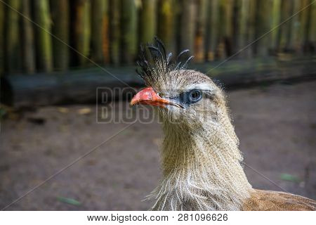 Beautiful Crested Cariama Face In Closeup, Tropical Bird From The Amazon Of Brazil