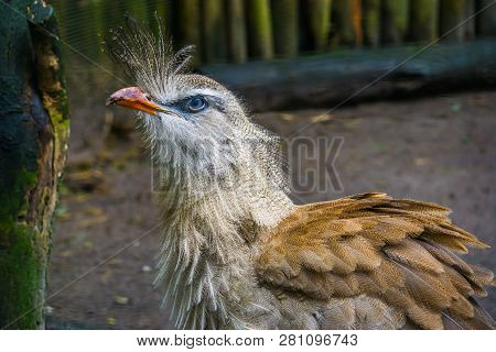 Closeup Of A Crested Cariama, A Beautiful Tropical Bird From The Amazon Of Brazil