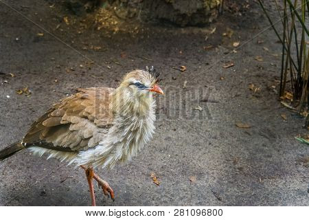 Portrait Of A Crested Cariama, Tropical Bird From The Amazon Of Brazil