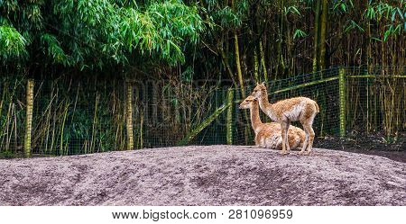 Two Vicunas Together, Vicuna A Specie Related To The Alpaca And Camel Family, Animals From The Andes