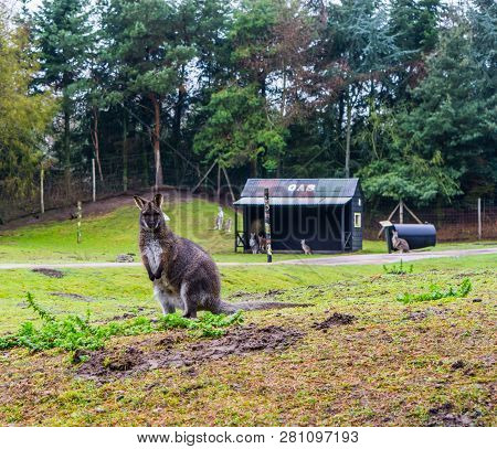 Bennett's Wallaby Standing In A Pasture, Portrait Of A Kangaroo From Australia
