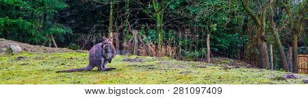 Bennett's Wallaby Standing On A Grass Hill, Portrait Of A Kangaroo From Australia