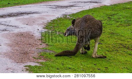 Red Necked Wallaby From The Back, Kangaroo From Australia