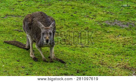 Bennett's Wallaby Standing In The Grass And Looking In The Camera, Portrait Of A Kangaroo From Austr