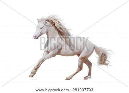 Beautiful Welsh Pony Isolated Galloping Over A White