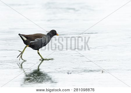 A Common Moorhen (gallinula Chloropus) Walking On A Frozen Lake, Waserpark In Vienna Austria