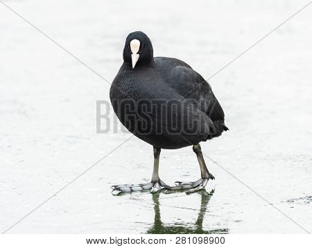 A Common Coot (fulica Atra) Walking On A Frozen Lake, Waserpark In Vienna Austria