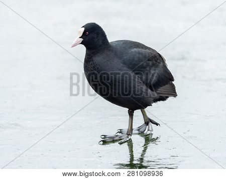 A Common Coot (fulica Atra) Walking On A Frozen Lake, Waserpark In Vienna Austria