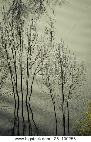 Leafless Trees Reflected In The Shallow Shore Waters Of The Skadar Lake, Skadar Lake National Park, 