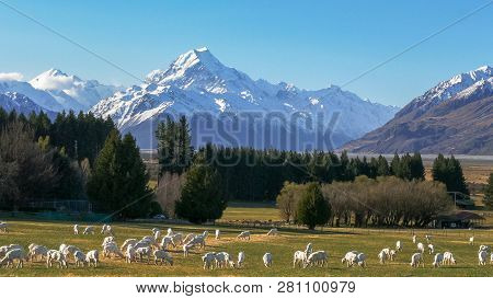 Newly Shorn Sheep Graze With New Zealand's Mt Cook Towering In The Distance