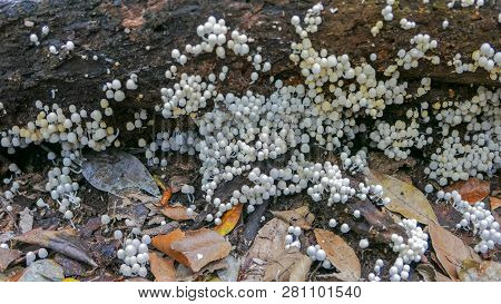 Cluster Of Coprinellus Disseminatus Fungi Growing On A Dead Tree On The Floor Of A Rainforest