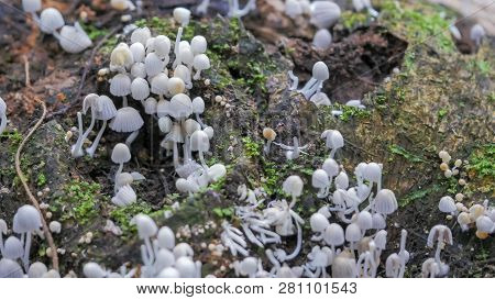 Close Up Shot Of A Cluster Of Coprinellus Disseminatus Fungi Growing On A Dead Tree On The Floor Of 