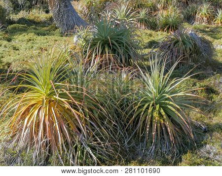 Close View Of A Grove Of Young Pandani Plants On The Overland Track In The Cradle Mountain National 
