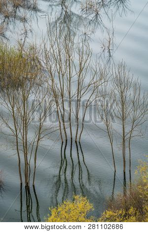 Green Trees Reflected In The Shallow Shore Waters Of The Skadar Lake, Skadar Lake National Park, Mon