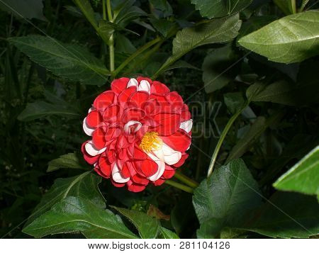 Dahlia Flower Blooms Among The Green Grass.