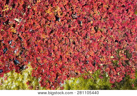 colorful red azolla floating of the river at winter at Wujie , Nantou, Taiwan