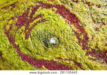colorful red azolla floating of the river at winter at Wujie , Nantou, Taiwan