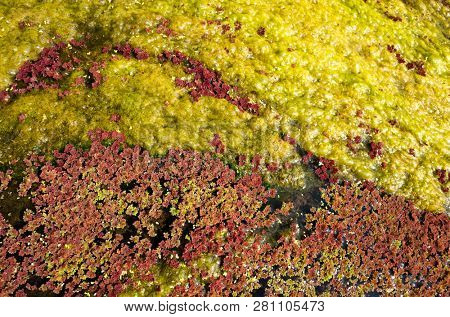 colorful red azolla floating of the river at winter at Wujie , Nantou, Taiwan