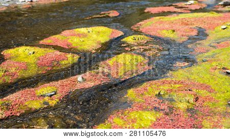 colorful red azolla floating of the river at winter at Wujie , Nantou, Taiwan