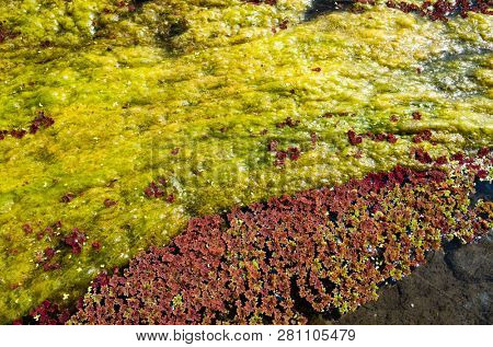colorful red azolla floating of the river at winter at Wujie , Nantou, Taiwan