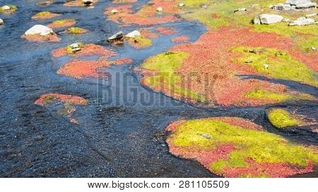 colorful red azolla floating of the river at winter at Wujie , Nantou, Taiwan