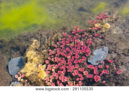 colorful red azolla floating of the river at winter at Wujie , Nantou, Taiwan