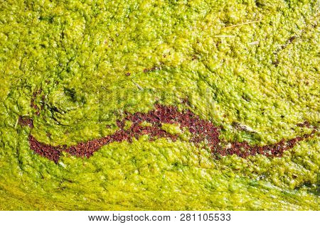 colorful red azolla floating of the river at winter at Wujie , Nantou, Taiwan