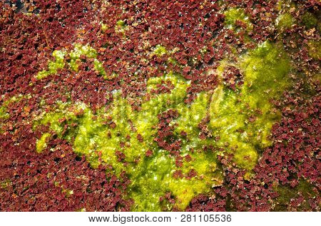 colorful red azolla floating of the river at winter at Wujie , Nantou, Taiwan