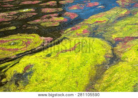 colorful red azolla floating of the river at winter at Wujie , Nantou, Taiwan