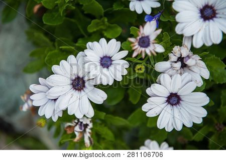 White chrysanthemums flower closeup on green background
