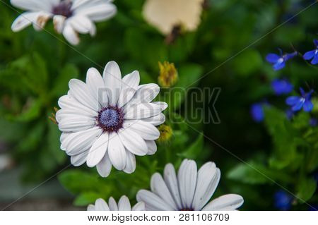 White chrysanthemums flower closeup on green background