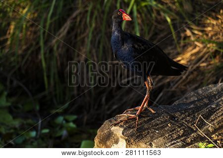 Purple Swamphen 