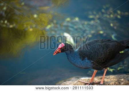 Purple Swamphen 