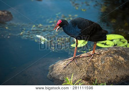 Purple Swamphen 